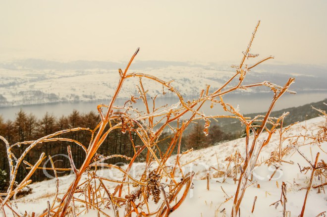 I know where she means,’ said Peggy. ‘It’s the country on the fells above the tarn. It’s as wild as wild.’